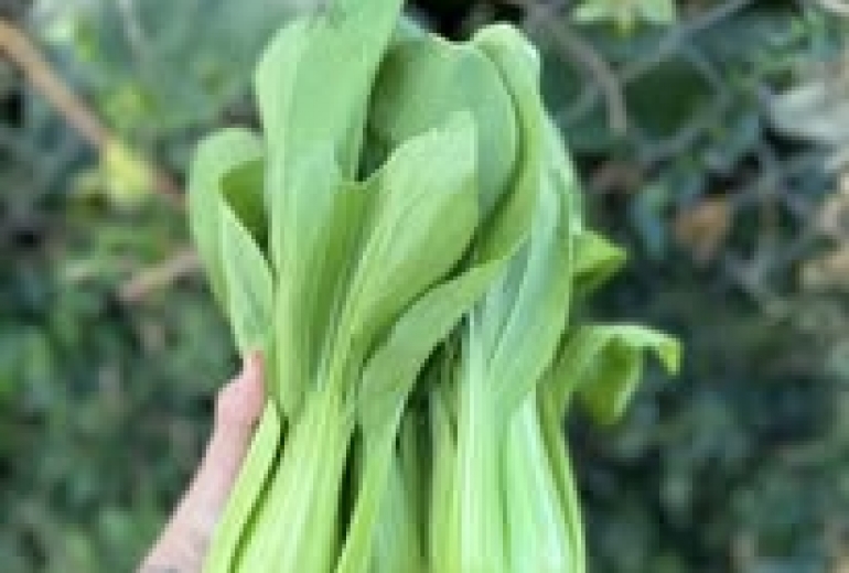 Các loại rau tốt cho sức khỏe