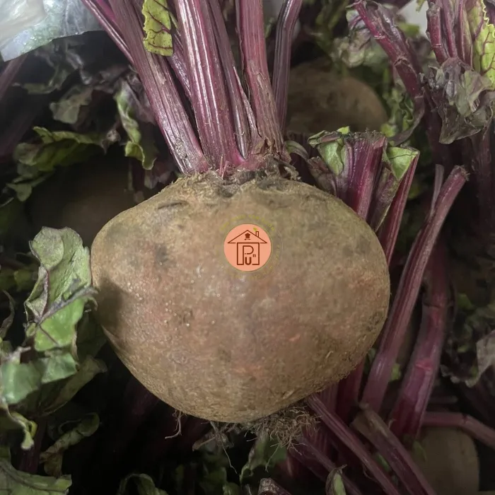 Củ dền đỏ (củ cải ngọt)